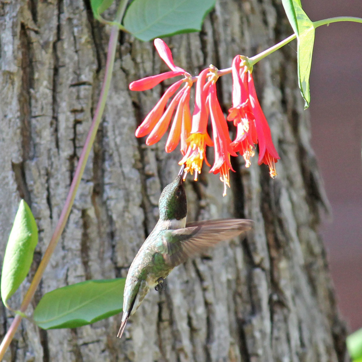 Pollinators